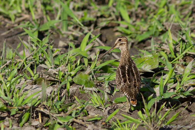 South American Snipeadult