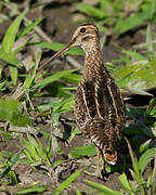 South American Snipe