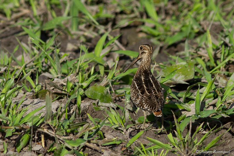 South American Snipe