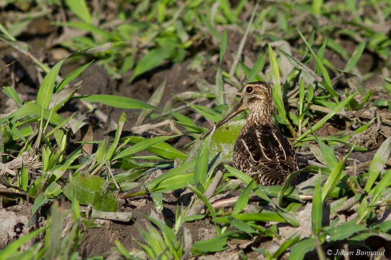 South American Snipe