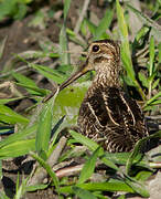 South American Snipe