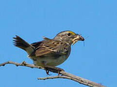 Grassland Sparrow