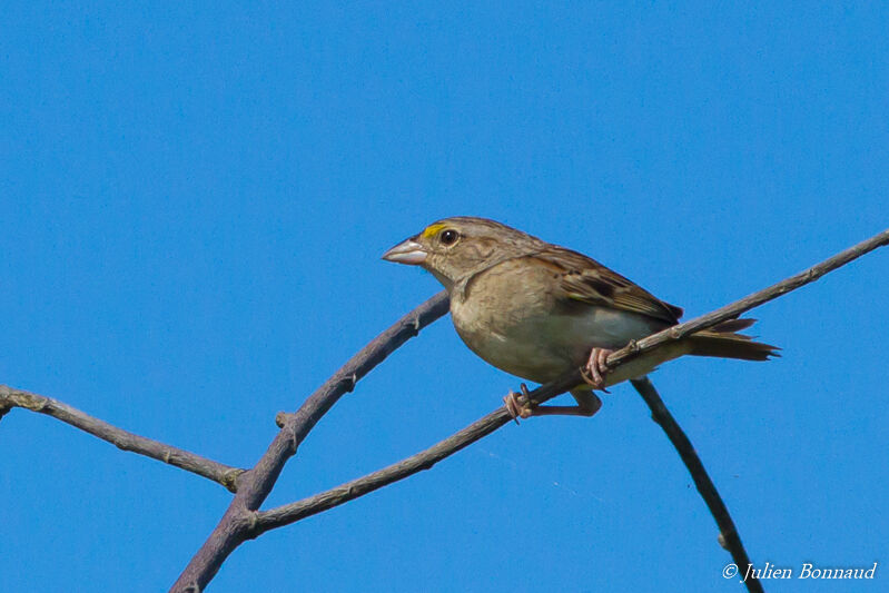 Bruant des savanes