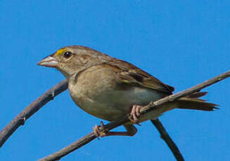 Bruant des savanes