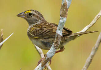 Bruant des savanes