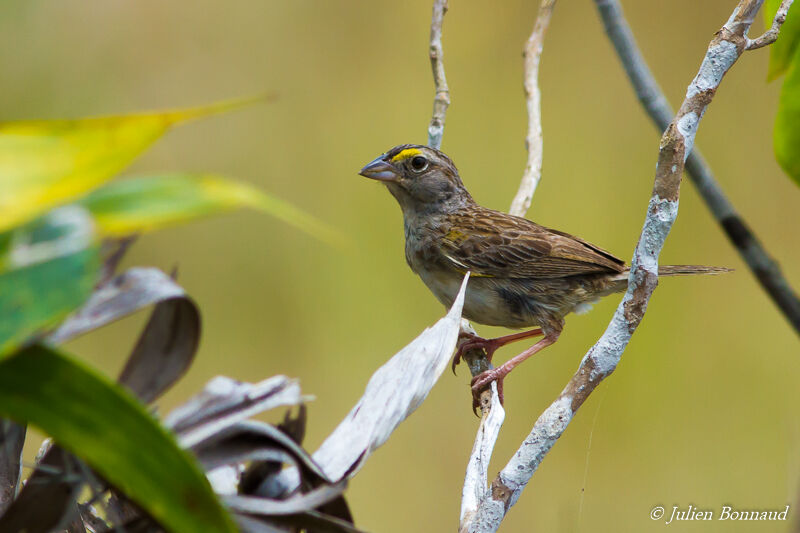 Bruant des savanes