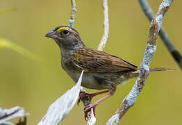 Grassland Sparrow