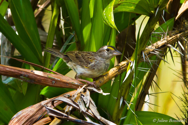 Bruant des savanes