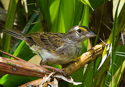 Grassland Sparrow