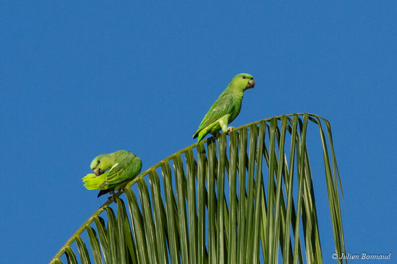 Short-tailed Parrot