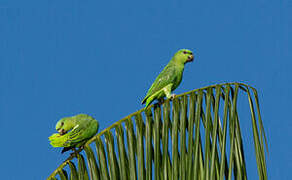 Short-tailed Parrot