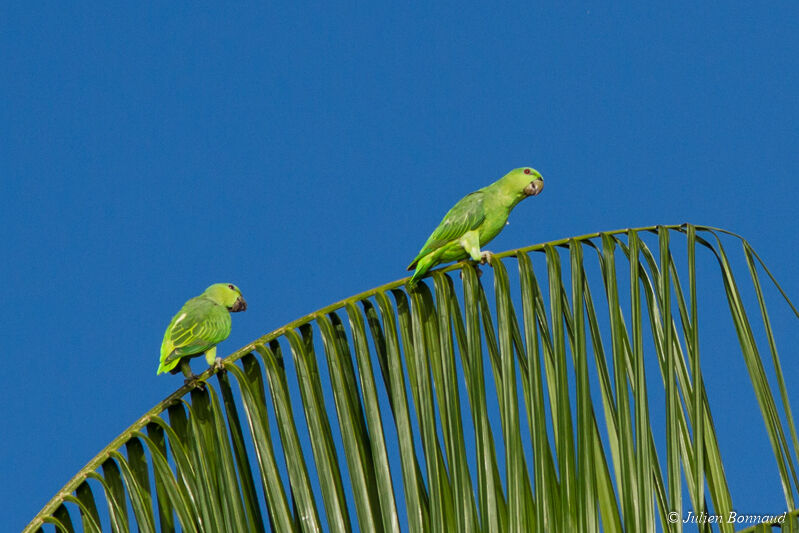 Short-tailed Parrot