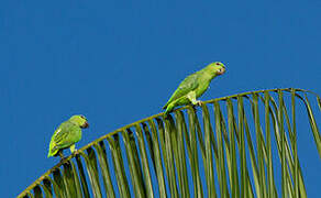 Short-tailed Parrot