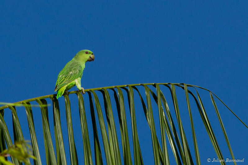 Short-tailed Parrot