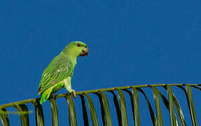 Short-tailed Parrot