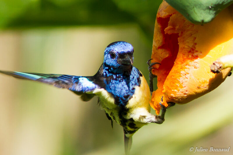 Turquoise Tanageradult, eats