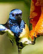 Turquoise Tanager