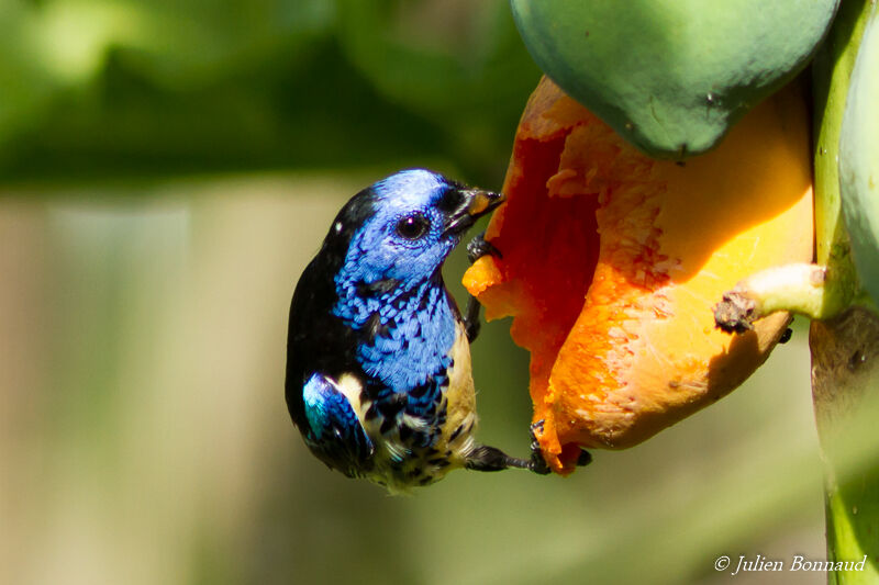 Turquoise Tanageradult, eats