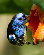 Turquoise Tanager