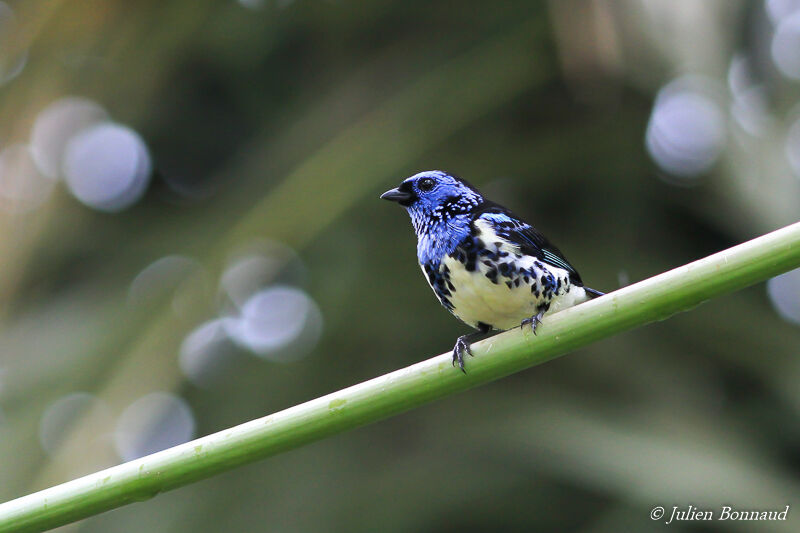 Turquoise Tanager