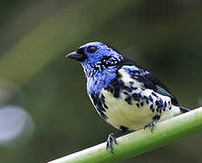 Turquoise Tanager