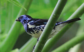 Turquoise Tanager