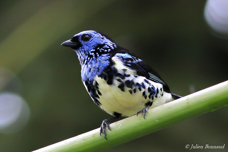 Turquoise Tanager