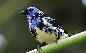 Turquoise Tanager