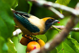 Burnished-buff Tanager