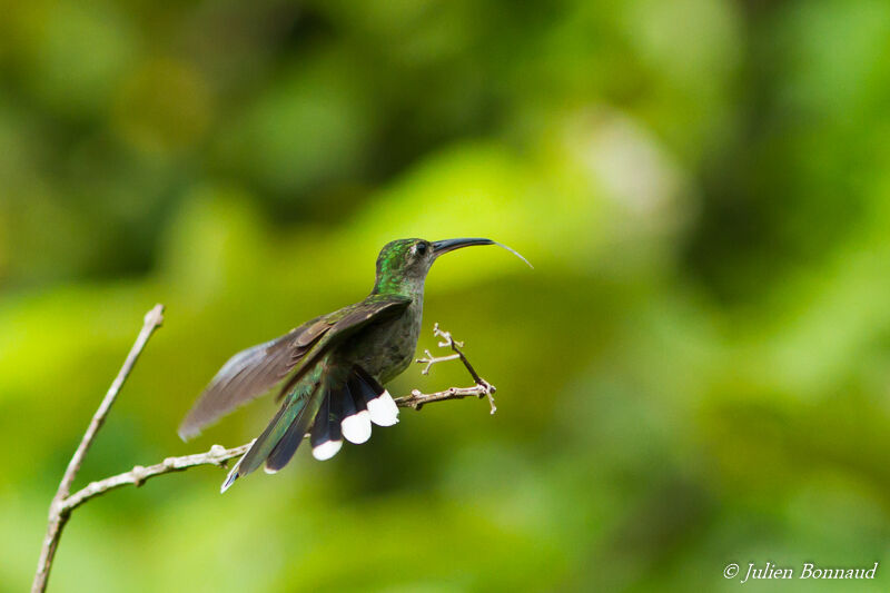 Grey-breasted Sabrewing