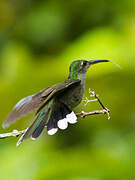 Grey-breasted Sabrewing