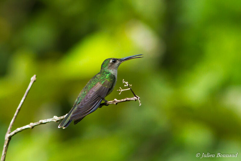 Grey-breasted Sabrewing