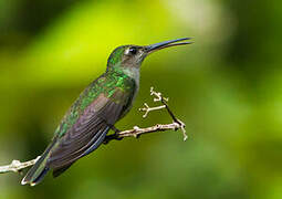 Grey-breasted Sabrewing