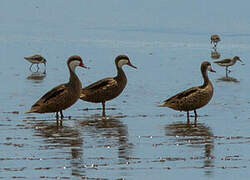 White-cheeked Pintail