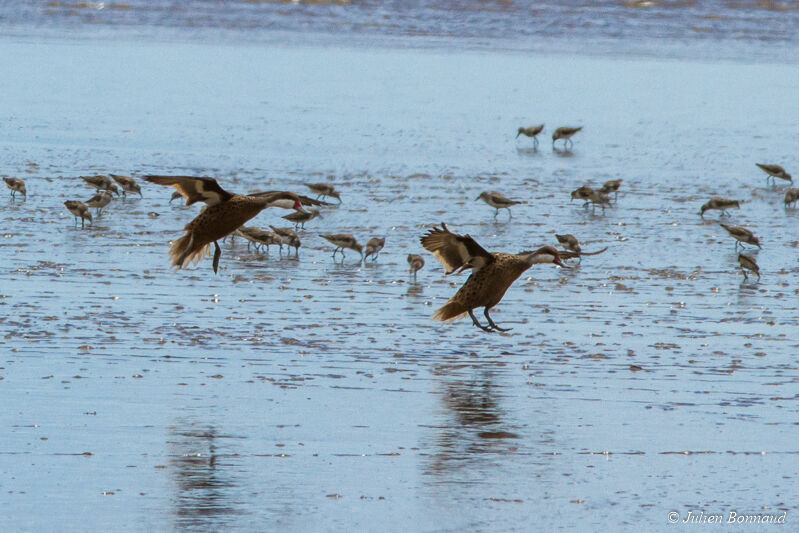 White-cheeked Pintail