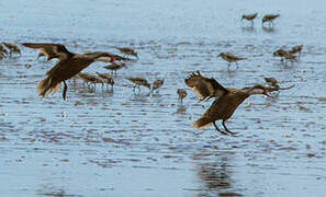 White-cheeked Pintail