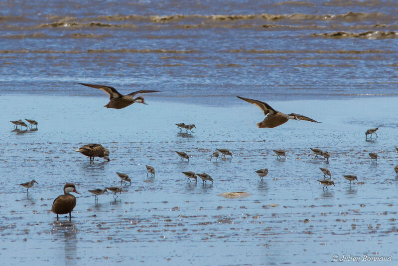 White-cheeked Pintail