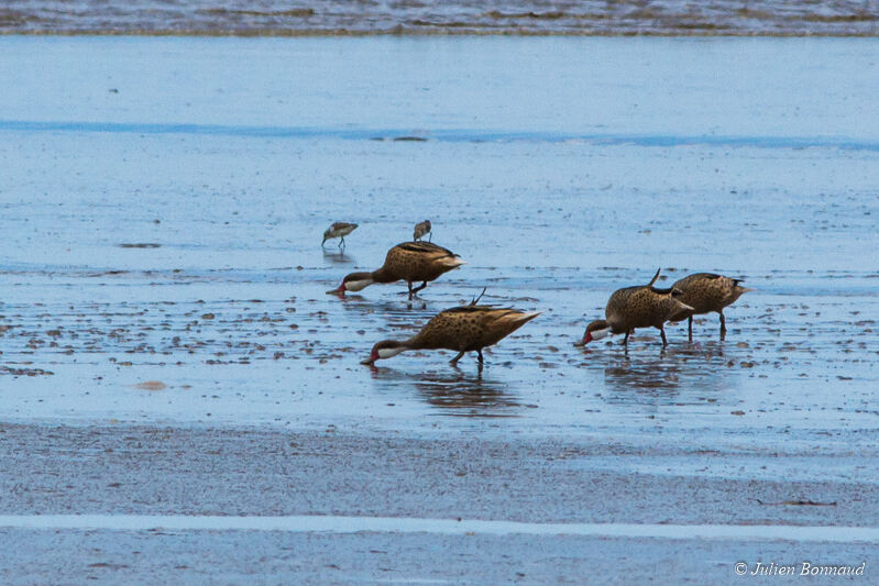 White-cheeked Pintail