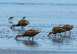 White-cheeked Pintail