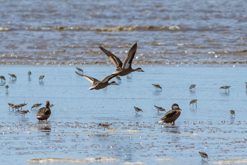 White-cheeked Pintail