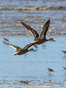 White-cheeked Pintail