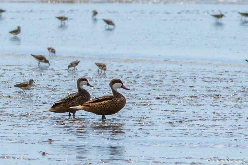 White-cheeked Pintail