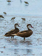 White-cheeked Pintail