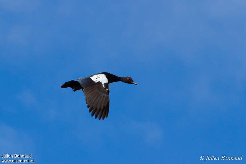 Canard musquéadulte, identification