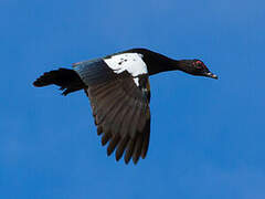 Muscovy Duck