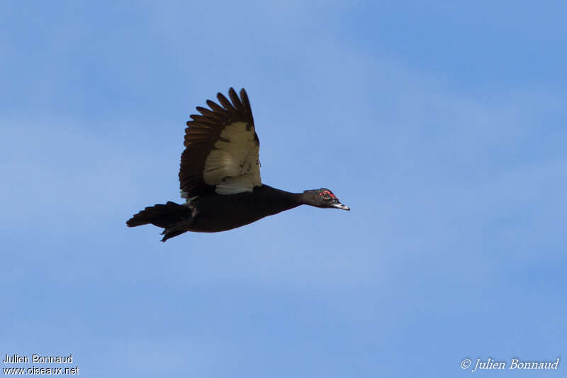 Muscovy Duck female adult, Flight