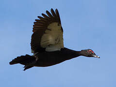 Muscovy Duck