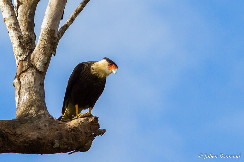 Crested Caracara (cheriway)