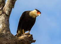 Caracara du Nord