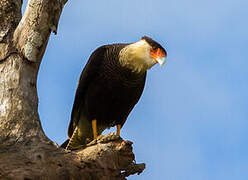 Northern Crested Caracara